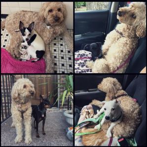 Ripley and her many foster siblings